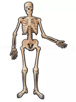 Dekorácia na zavesenie - KOSTLIVEC S OHYBNÝMI KĹBMI - 140 cm